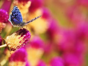 Butterfly On A Flower