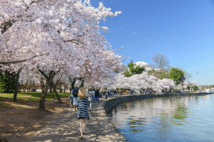 Cherry Blossoms in Washington DC