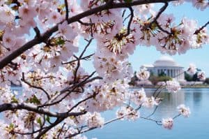 Cherry blossoms in Washington, DC